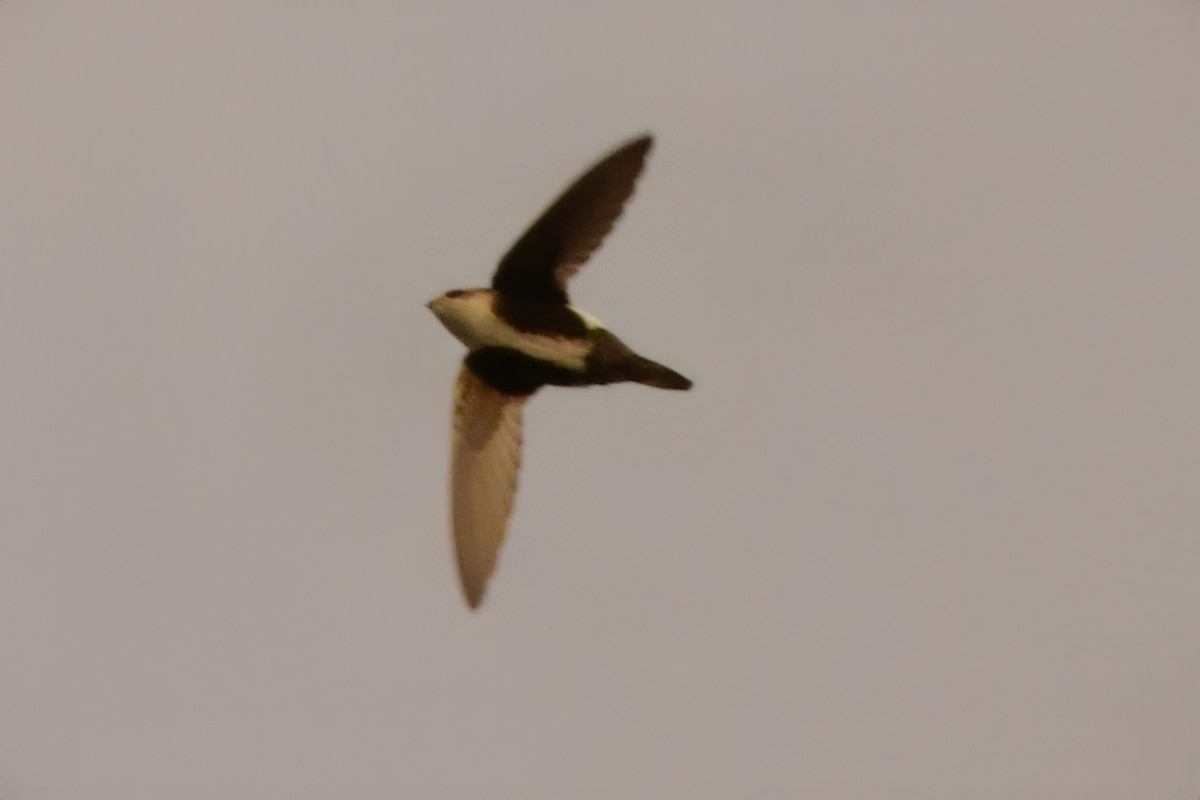 White-throated Swift - ML612540790