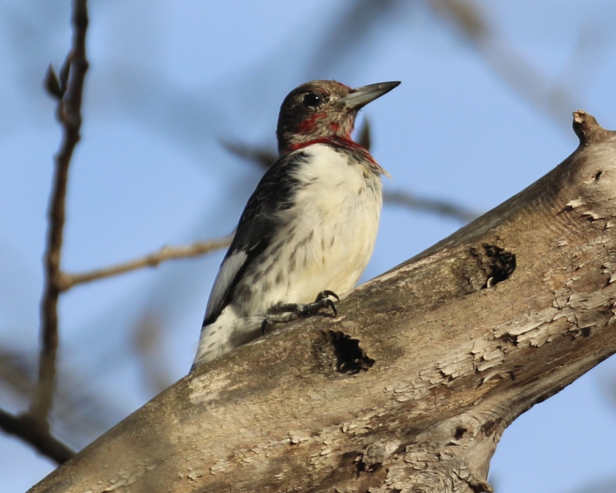 Red-headed Woodpecker - ML612540805
