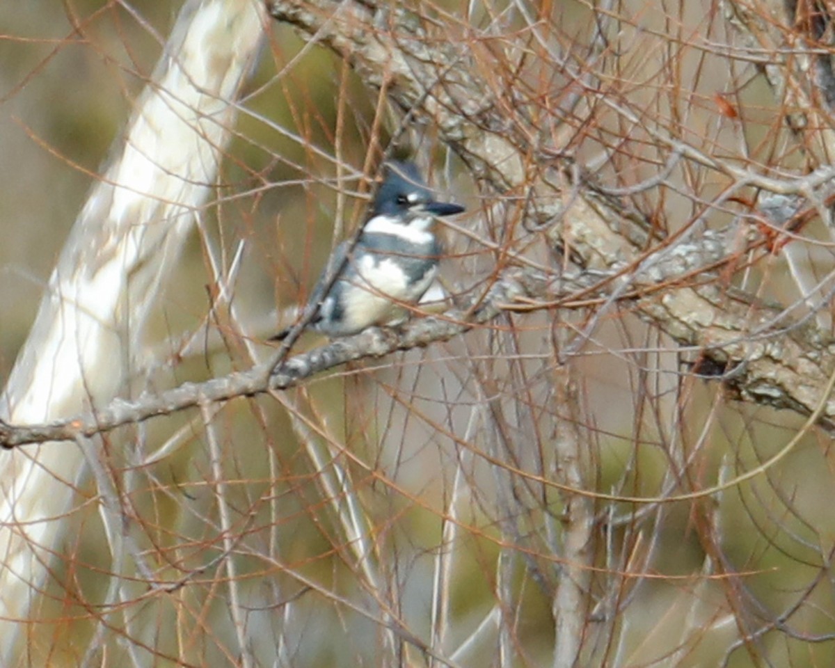 Belted Kingfisher - ML612540828