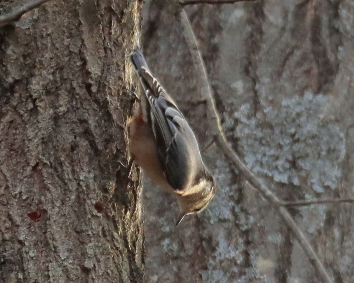 White-breasted Nuthatch - ML612540868