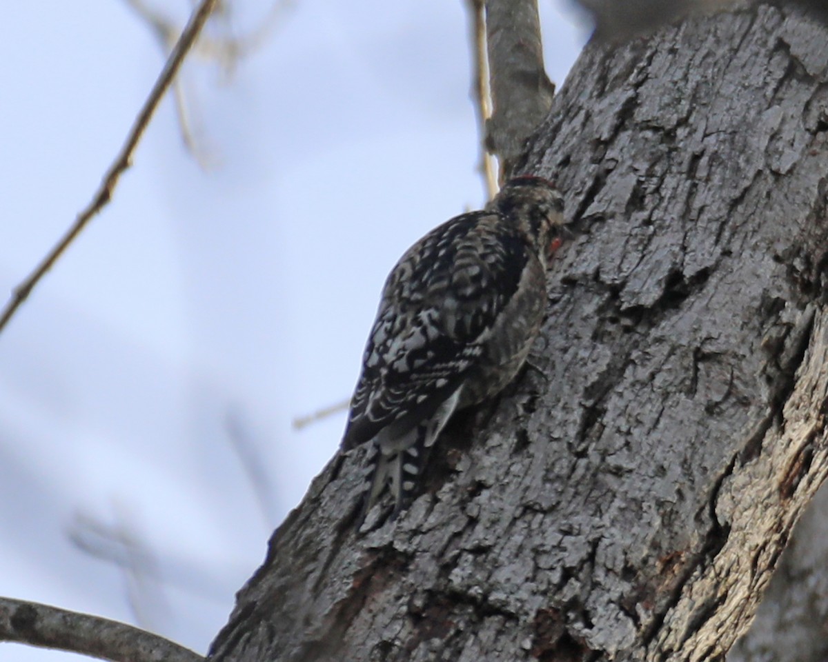 Yellow-bellied Sapsucker - ML612540899