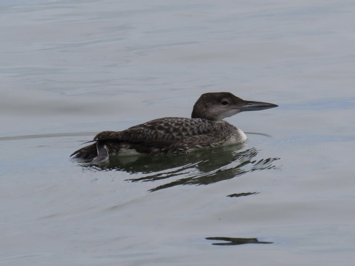 Plongeon huard - ML612540900