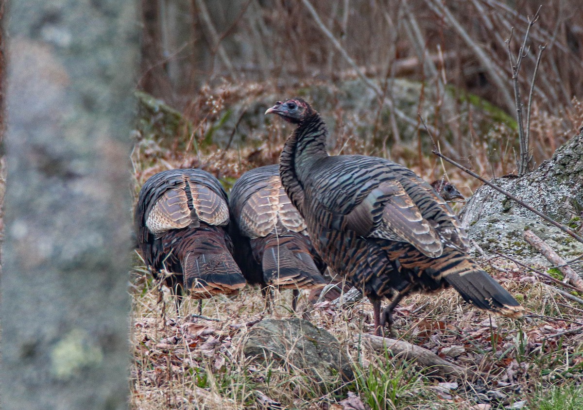 Wild Turkey - ML612540906