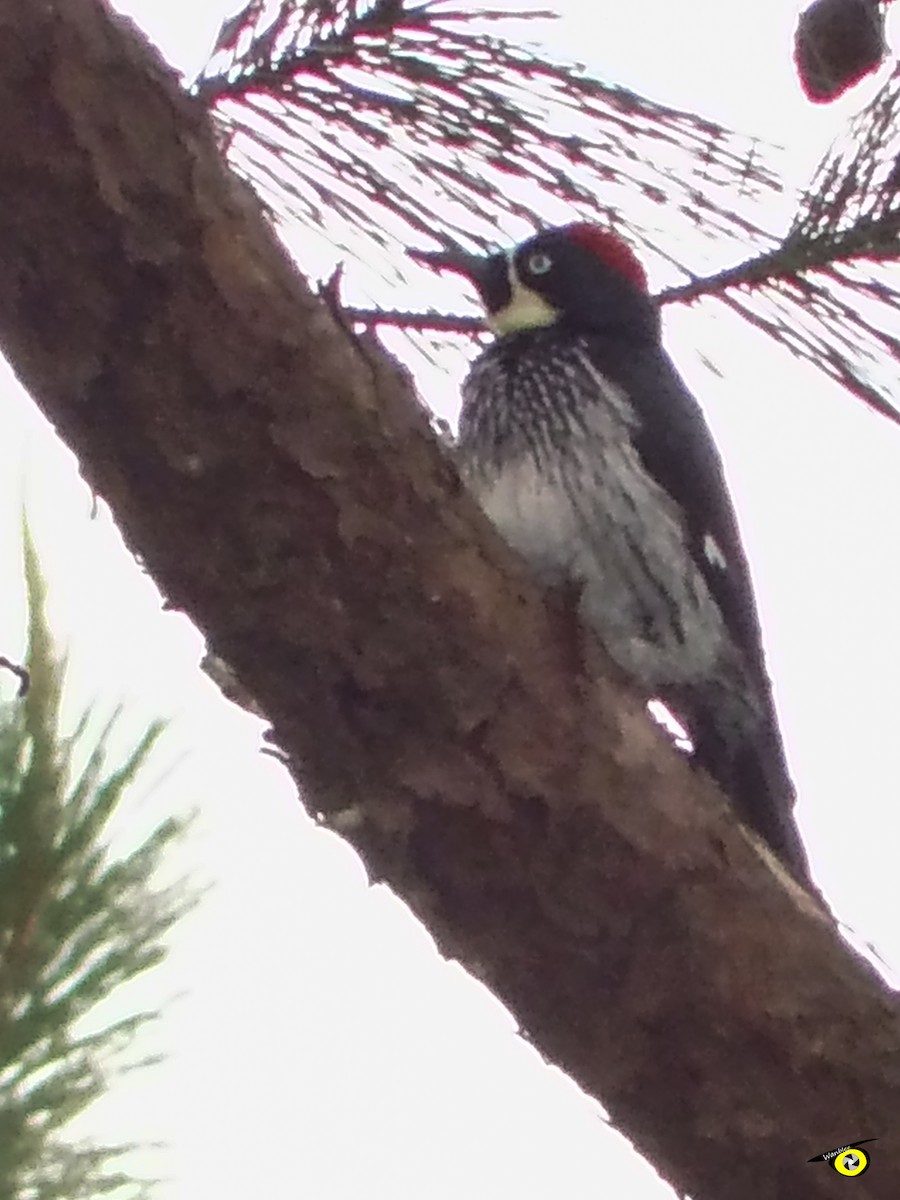 Acorn Woodpecker - ML612540939