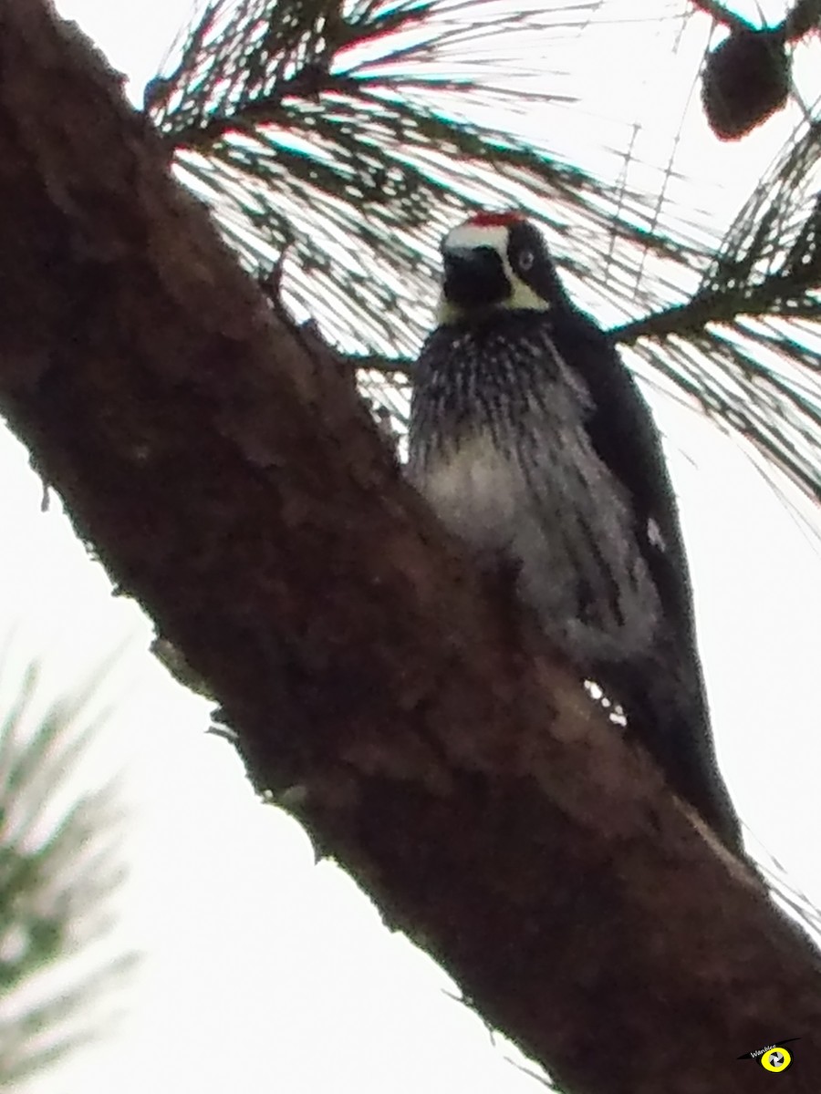 Acorn Woodpecker - ML612540940