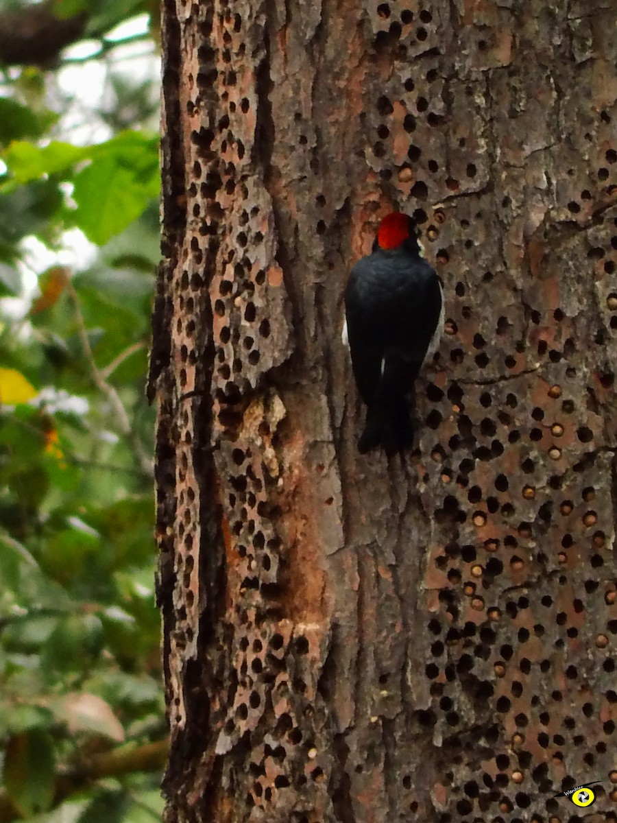 Acorn Woodpecker - ML612540941