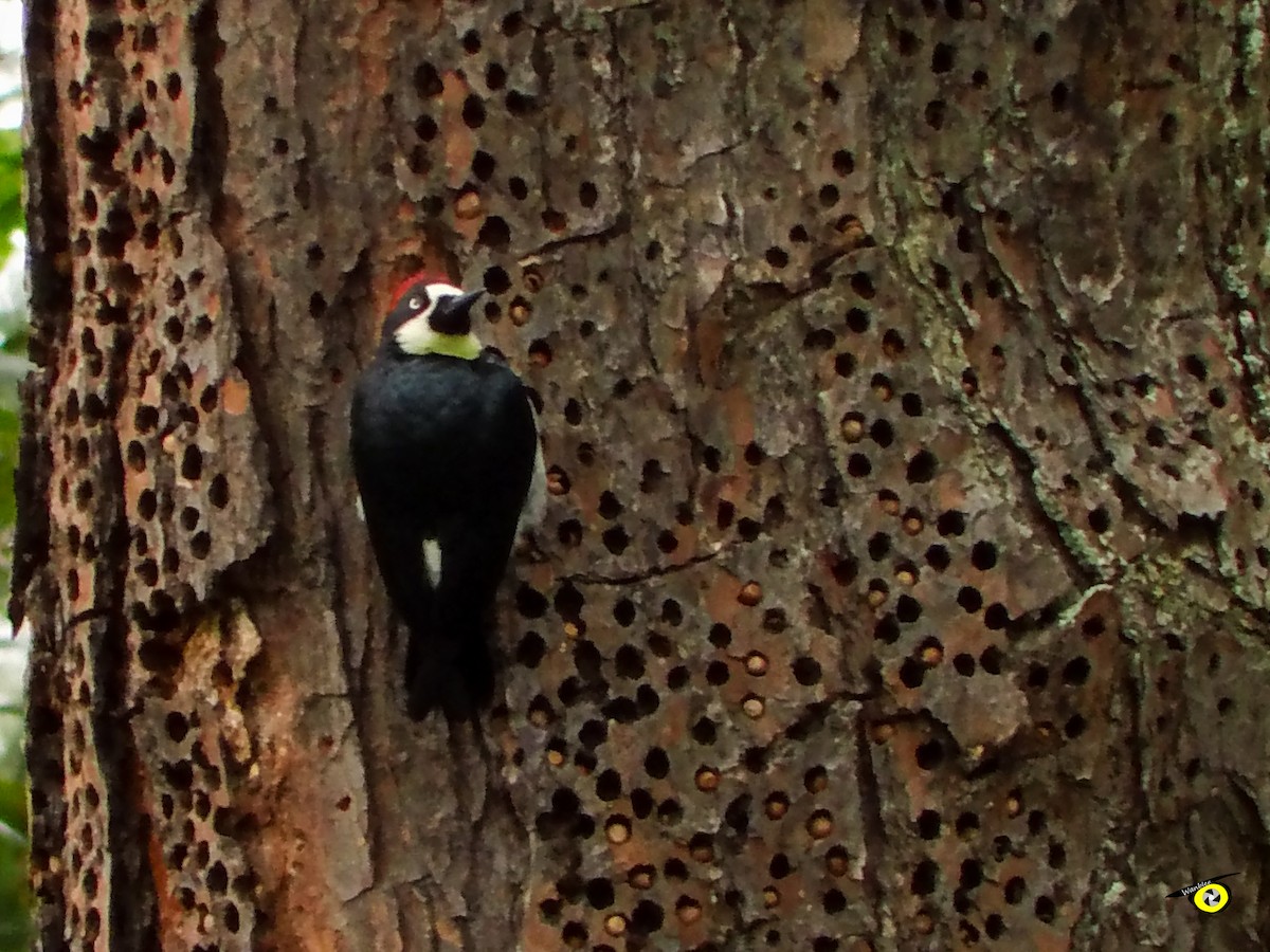 Acorn Woodpecker - ML612540942