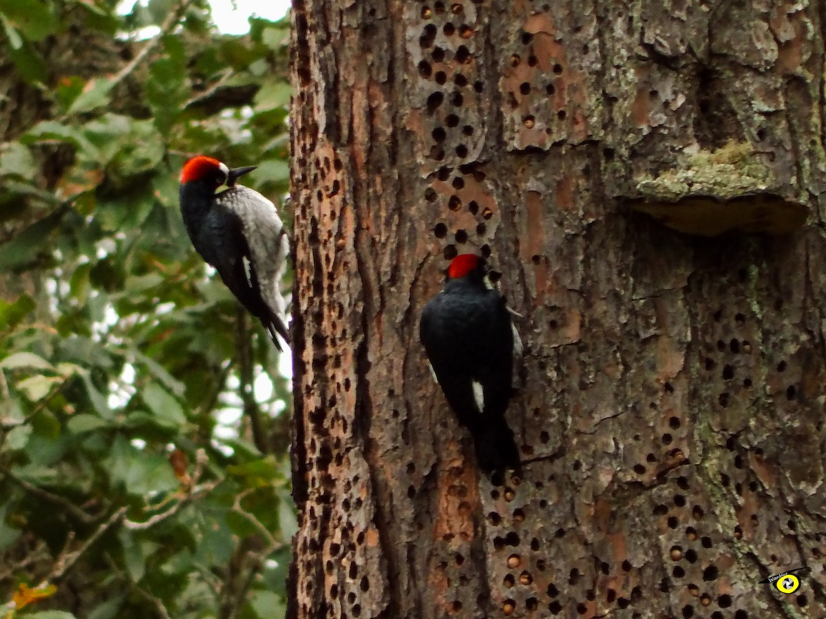 Acorn Woodpecker - Christophe Lecocq