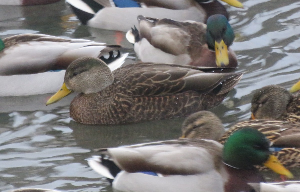 American Black Duck - ML612540952