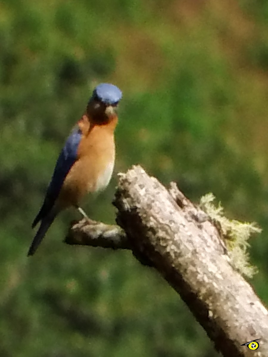 Eastern Bluebird - Christophe Lecocq