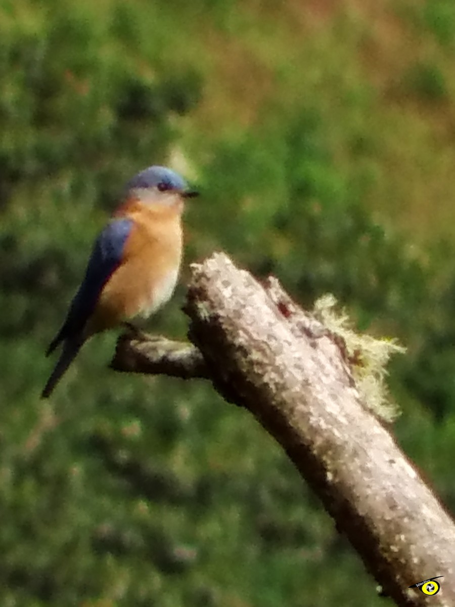 Eastern Bluebird - Christophe Lecocq