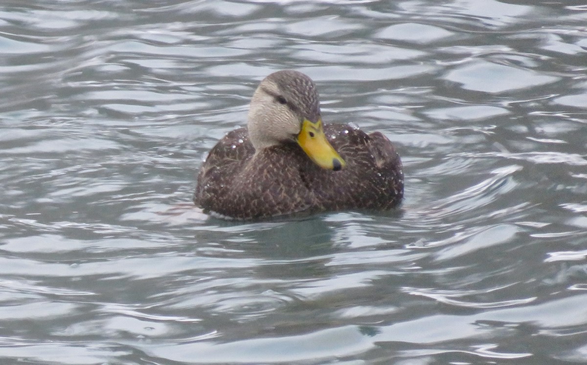 American Black Duck - ML612540961