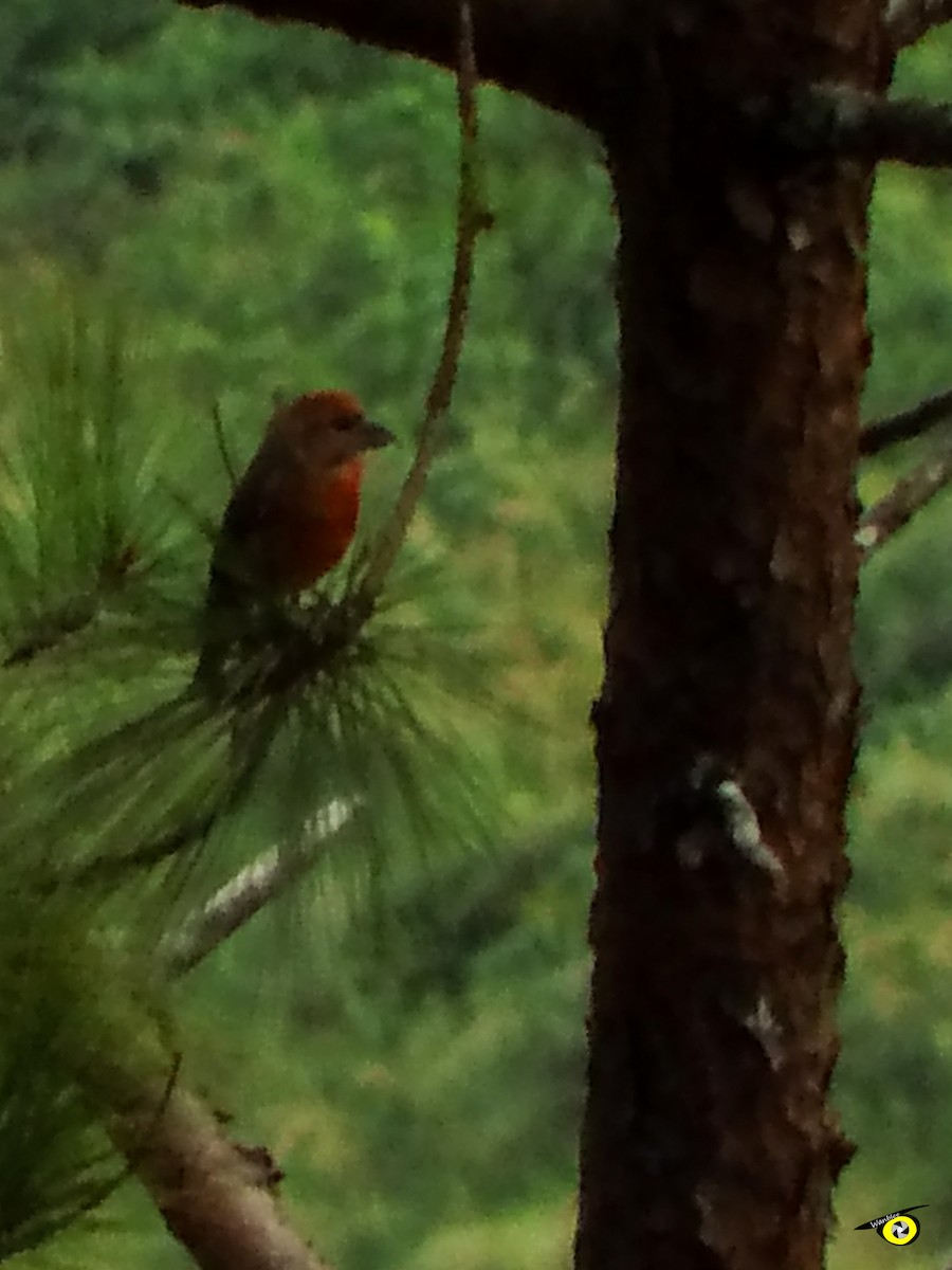 Red Crossbill - ML612540972