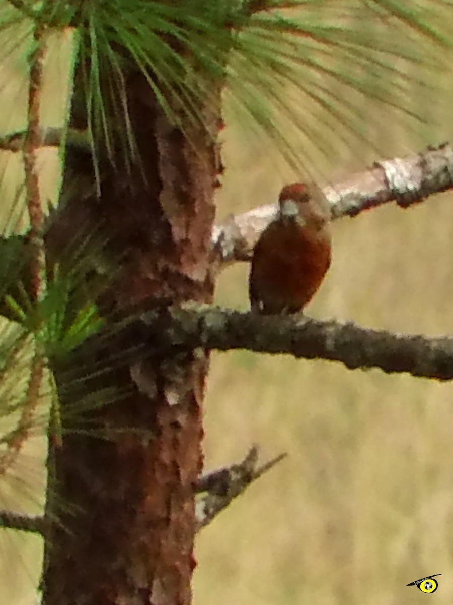 Red Crossbill - ML612540973