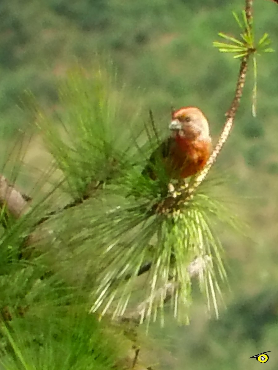 Red Crossbill - ML612540974