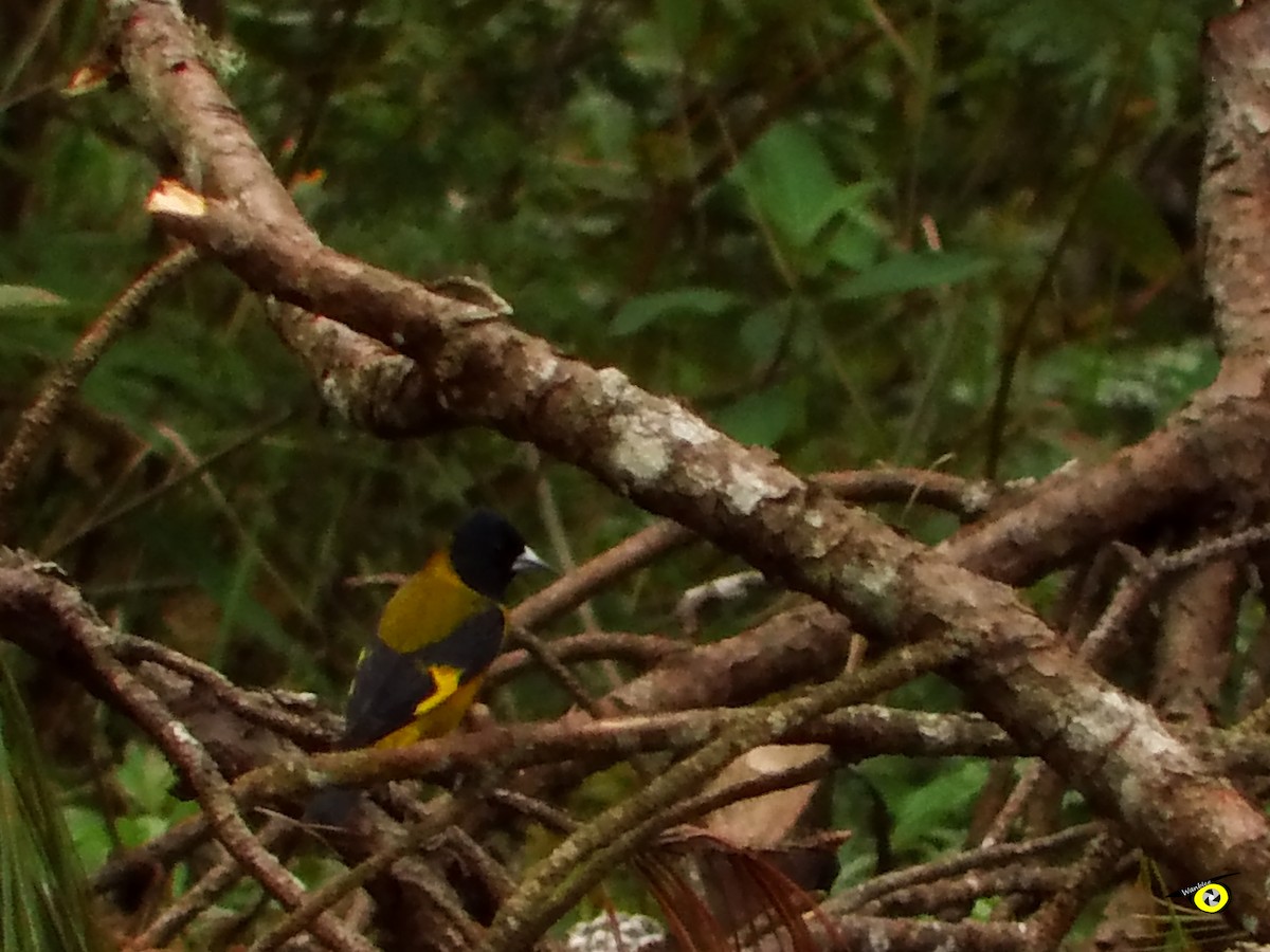 Black-headed Siskin - ML612540979