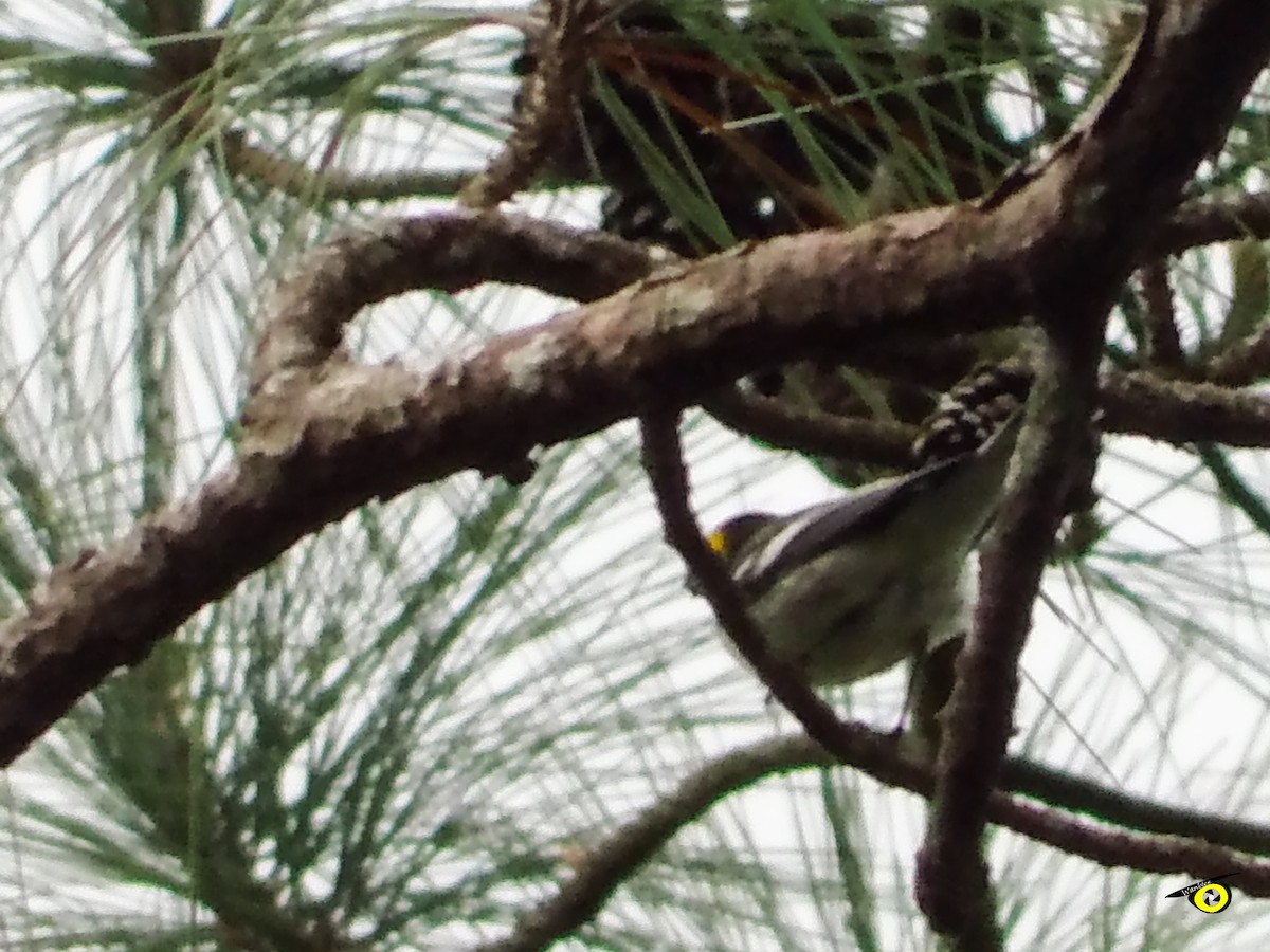 Grace's Warbler - Christophe Lecocq