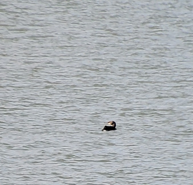 Pacific Loon - ML612541015