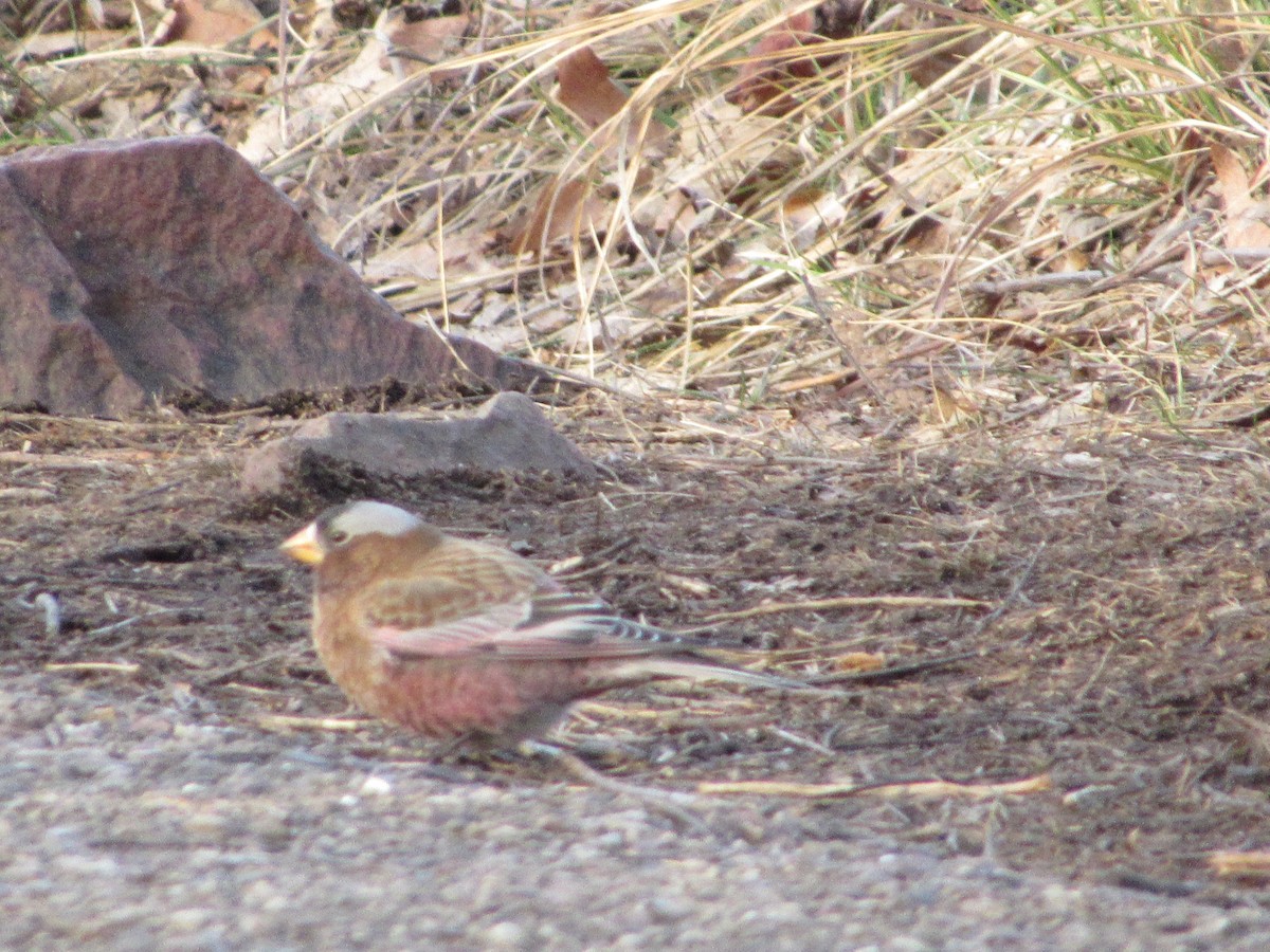 Gray-crowned Rosy-Finch - ML612541029