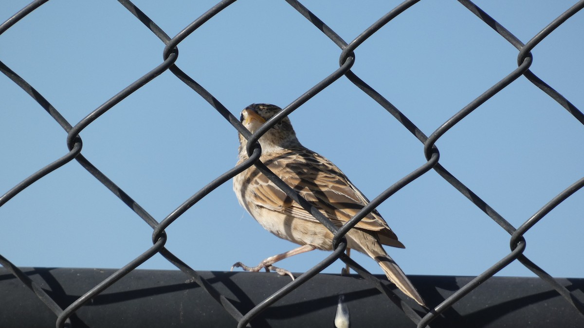 Australian Pipit - ML612541237