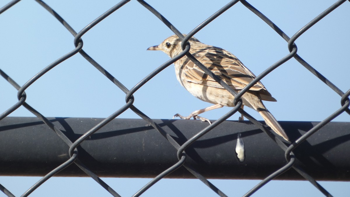 Bisbita Neozelandés (grupo australis) - ML612541239