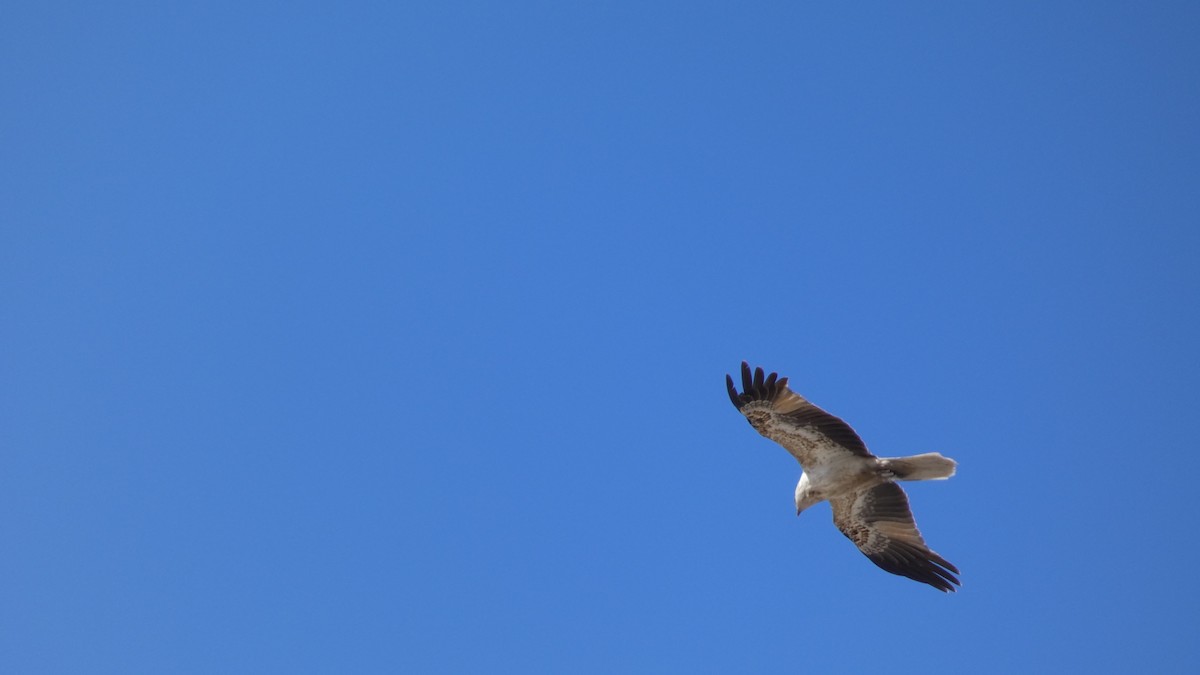 Whistling Kite - ML612541288