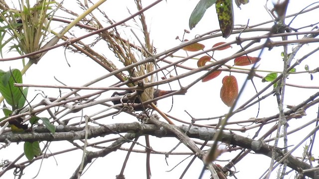 Paramo Seedeater - ML612541300