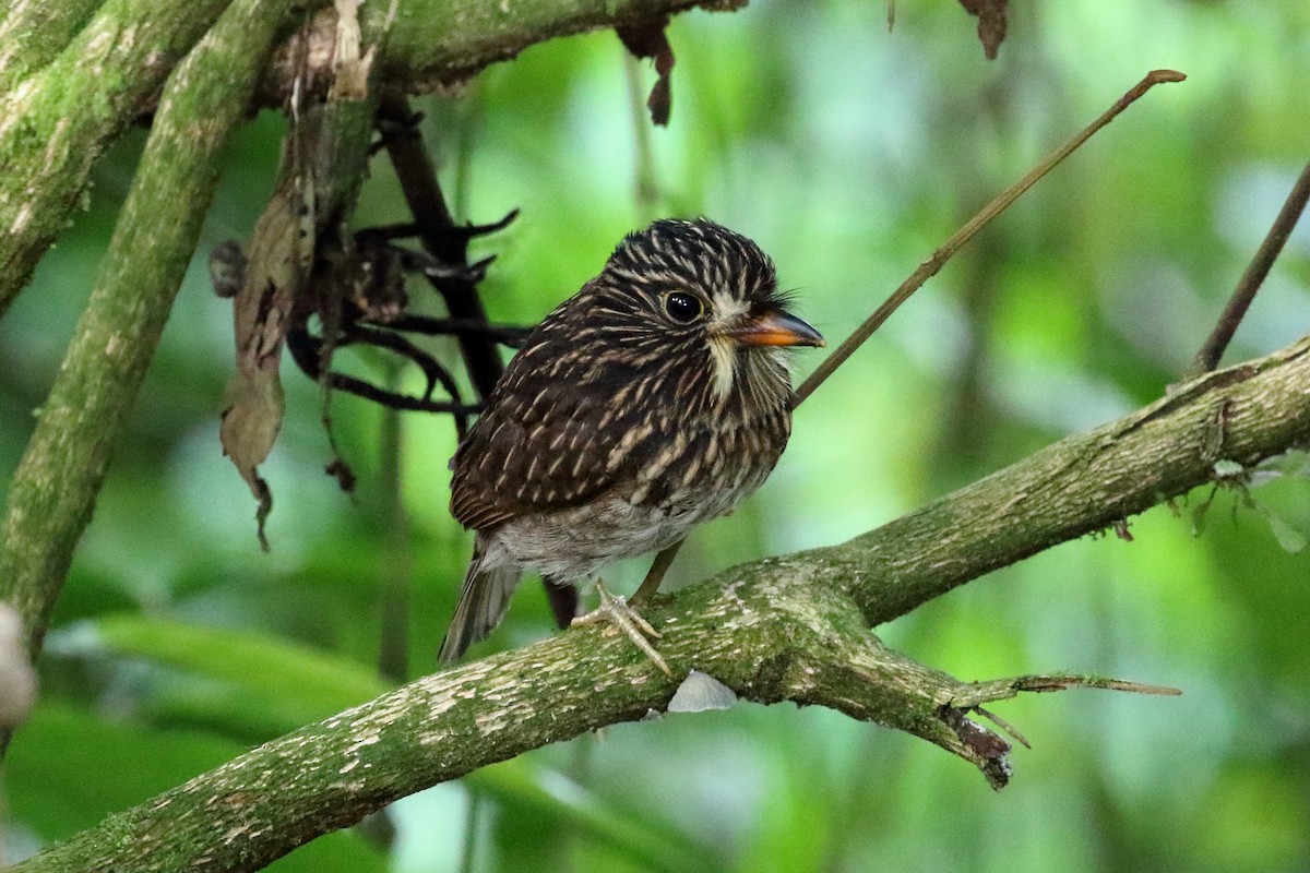 White-chested Puffbird - ML612541413