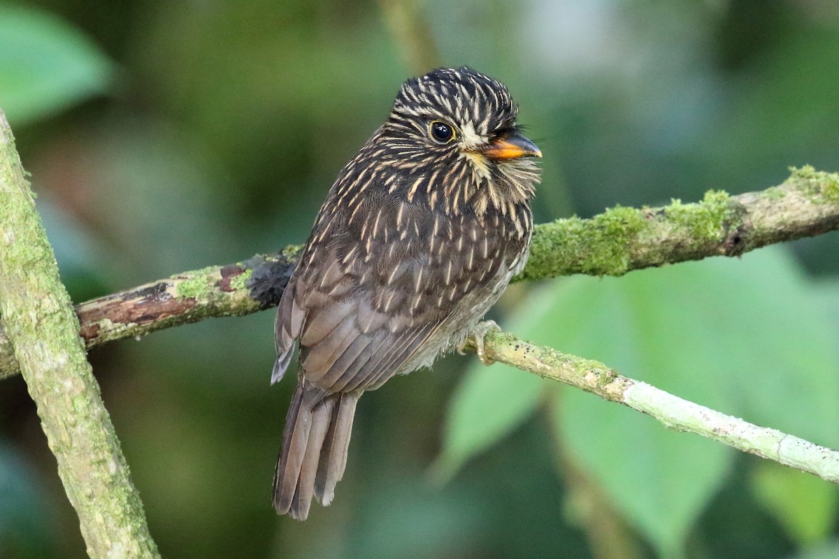 White-chested Puffbird - ML612541414