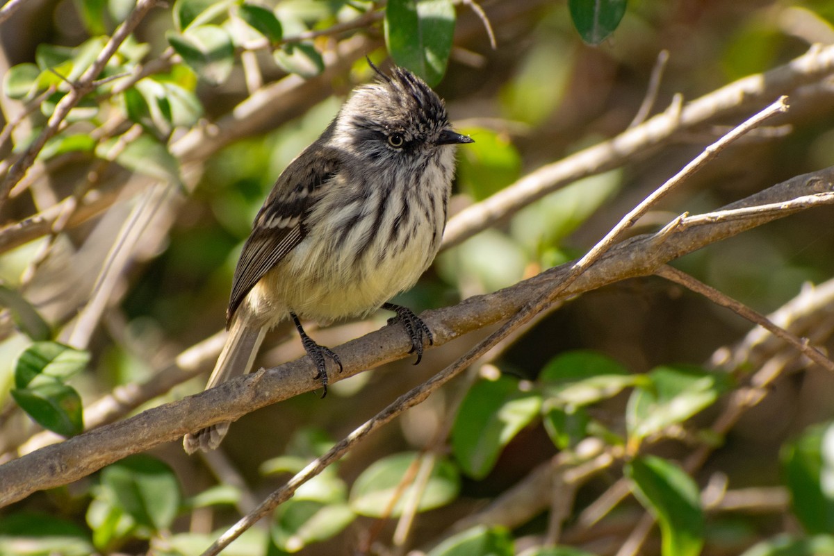 Tufted Tit-Tyrant - Leandro Bareiro Guiñazú