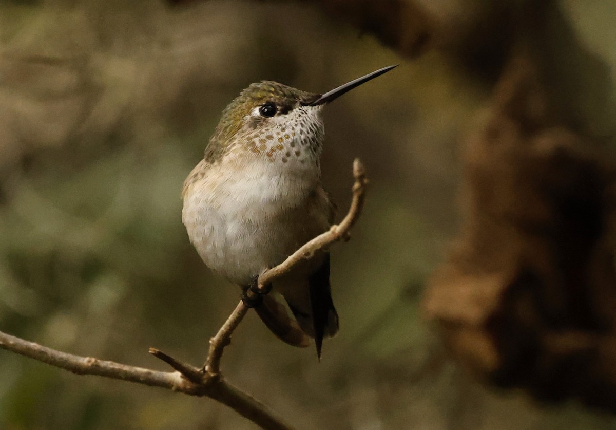 Calliope Hummingbird - Rob Crawford