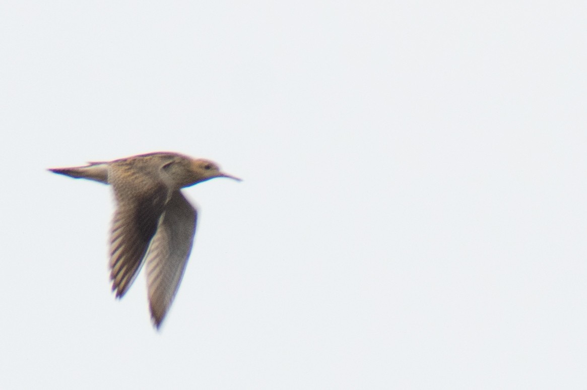 Upland Sandpiper - ML612541471