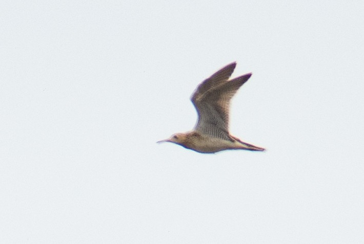 Upland Sandpiper - ML612541480