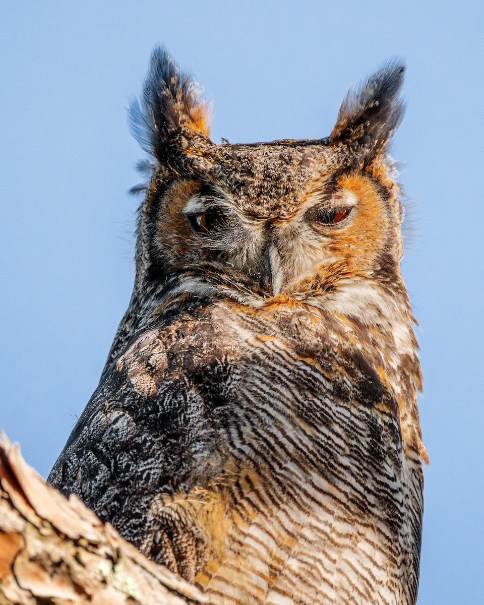 Great Horned Owl - Dori Eldridge