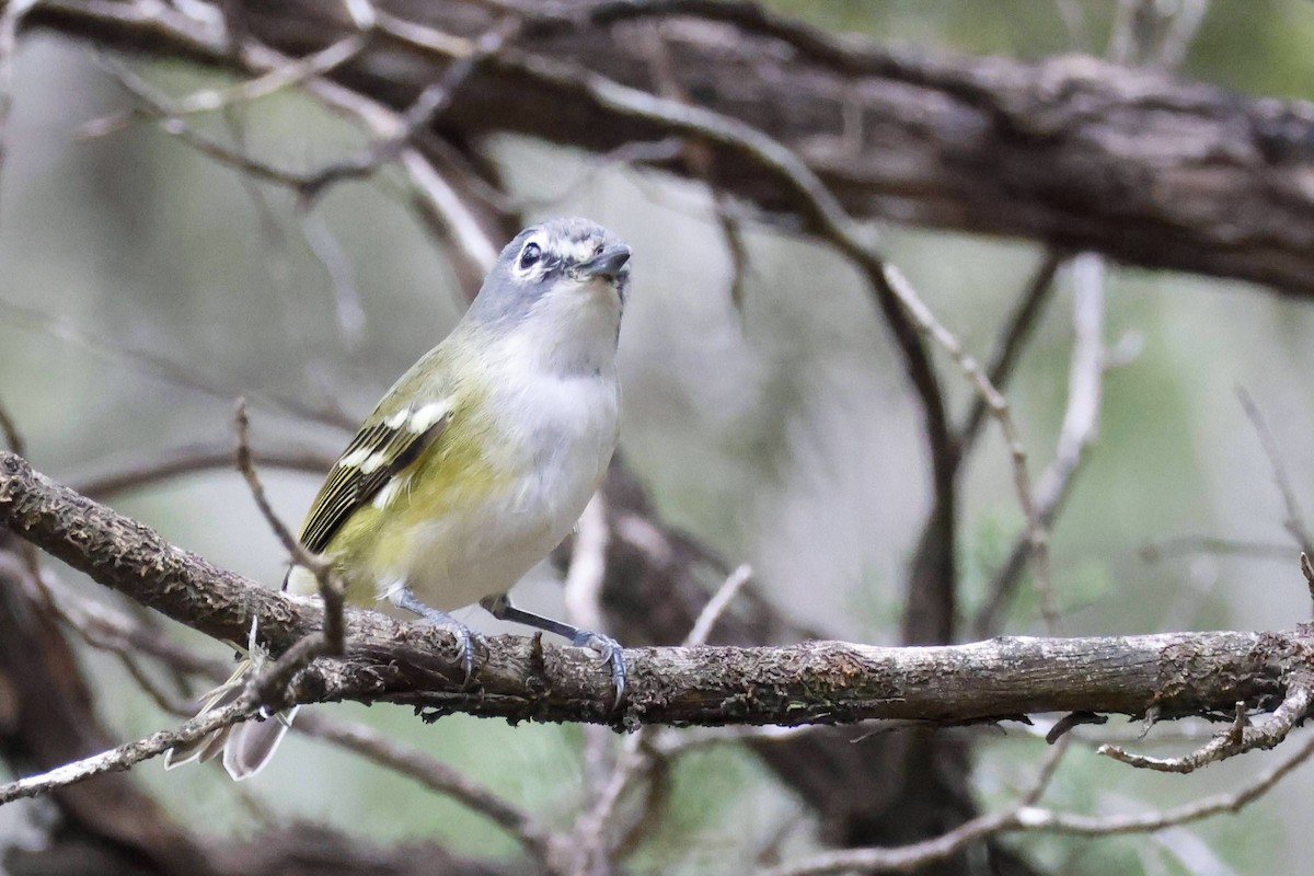 Mavi Başlı Vireo - ML612541527