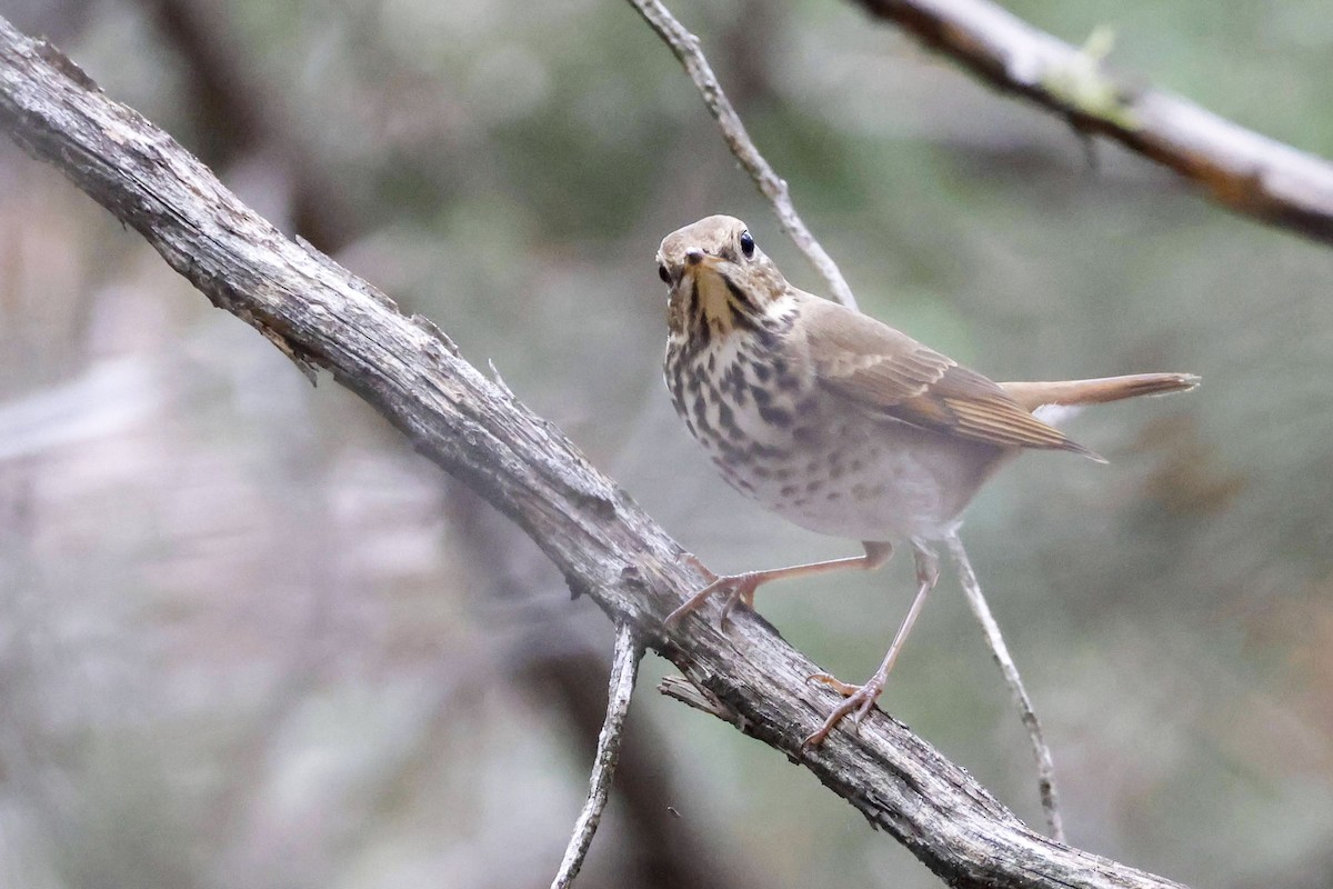 Hermit Thrush - ML612541554