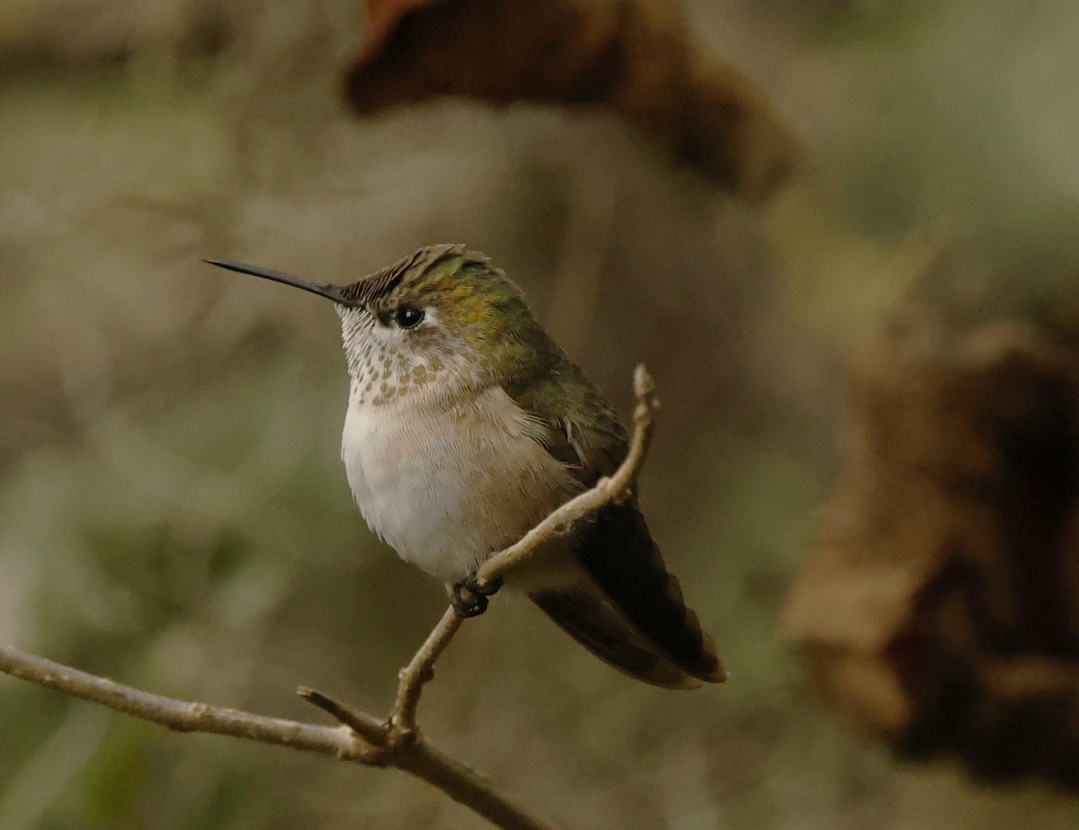 Calliope Hummingbird - Rob Crawford