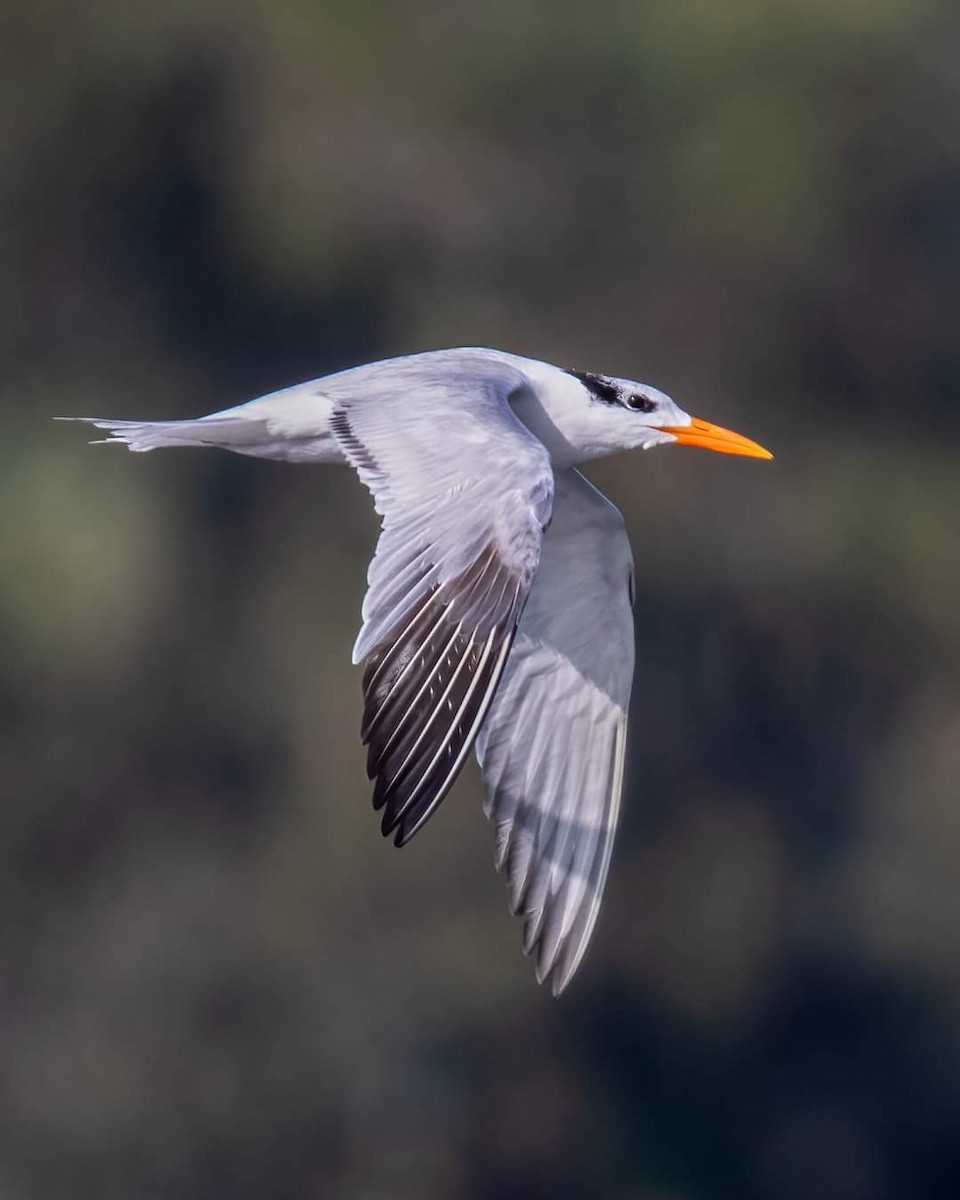 Royal Tern - Rafael Rodríguez Brito