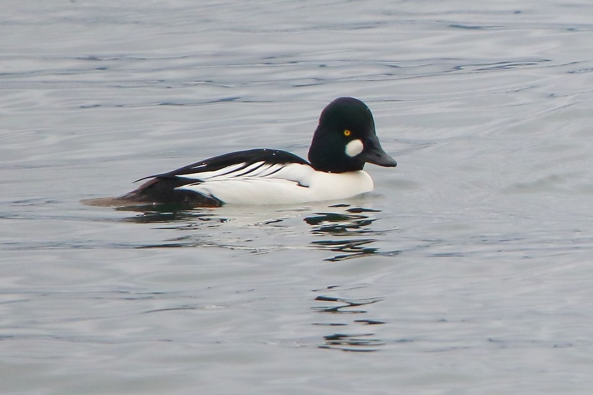 Common Goldeneye - ML612541641