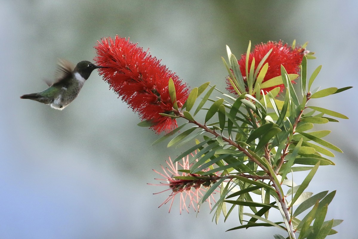 Ruby-throated Hummingbird - Willy Hutcheson