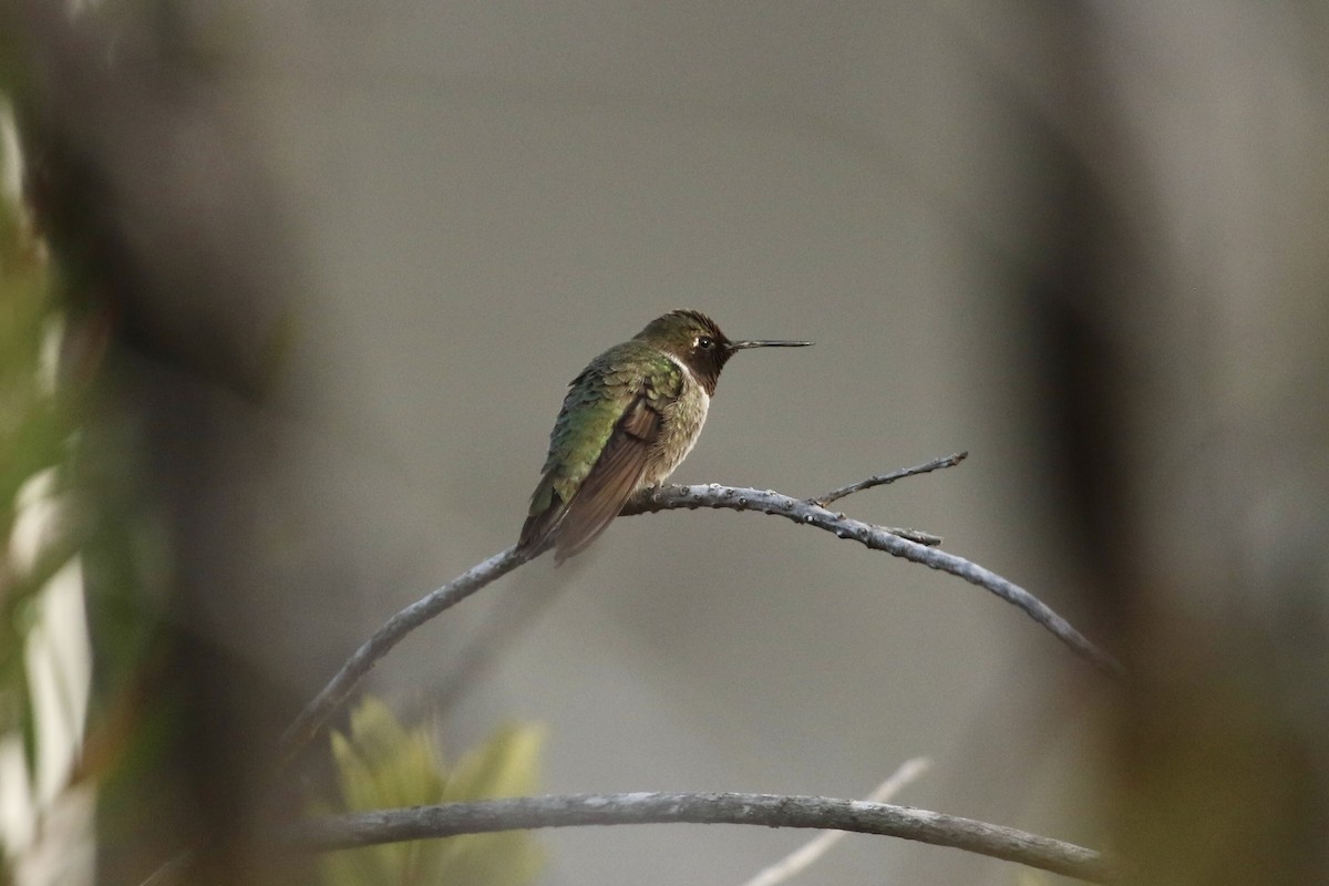 Colibri à gorge rubis - ML612541703