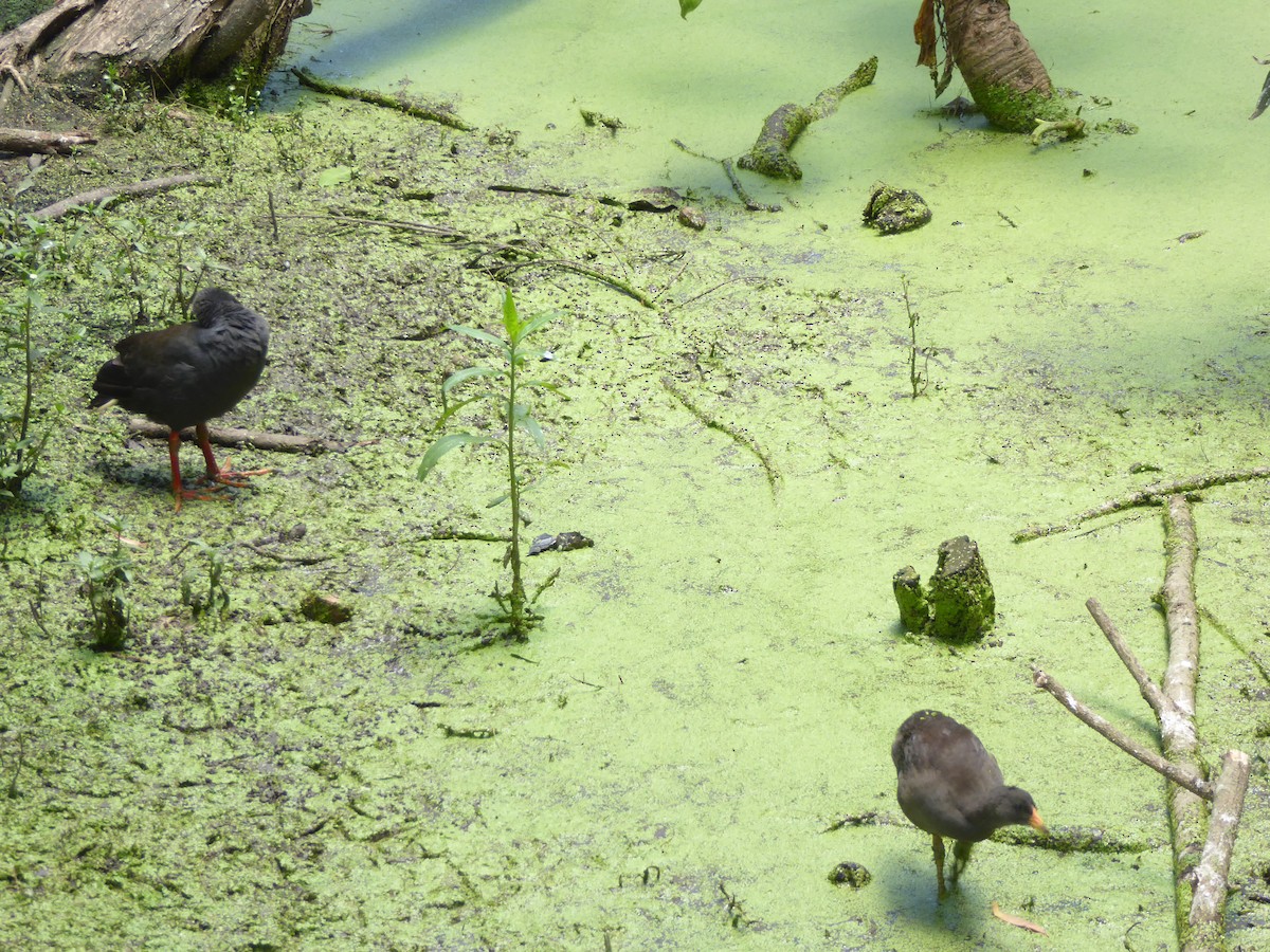 Dusky Moorhen - May Britton