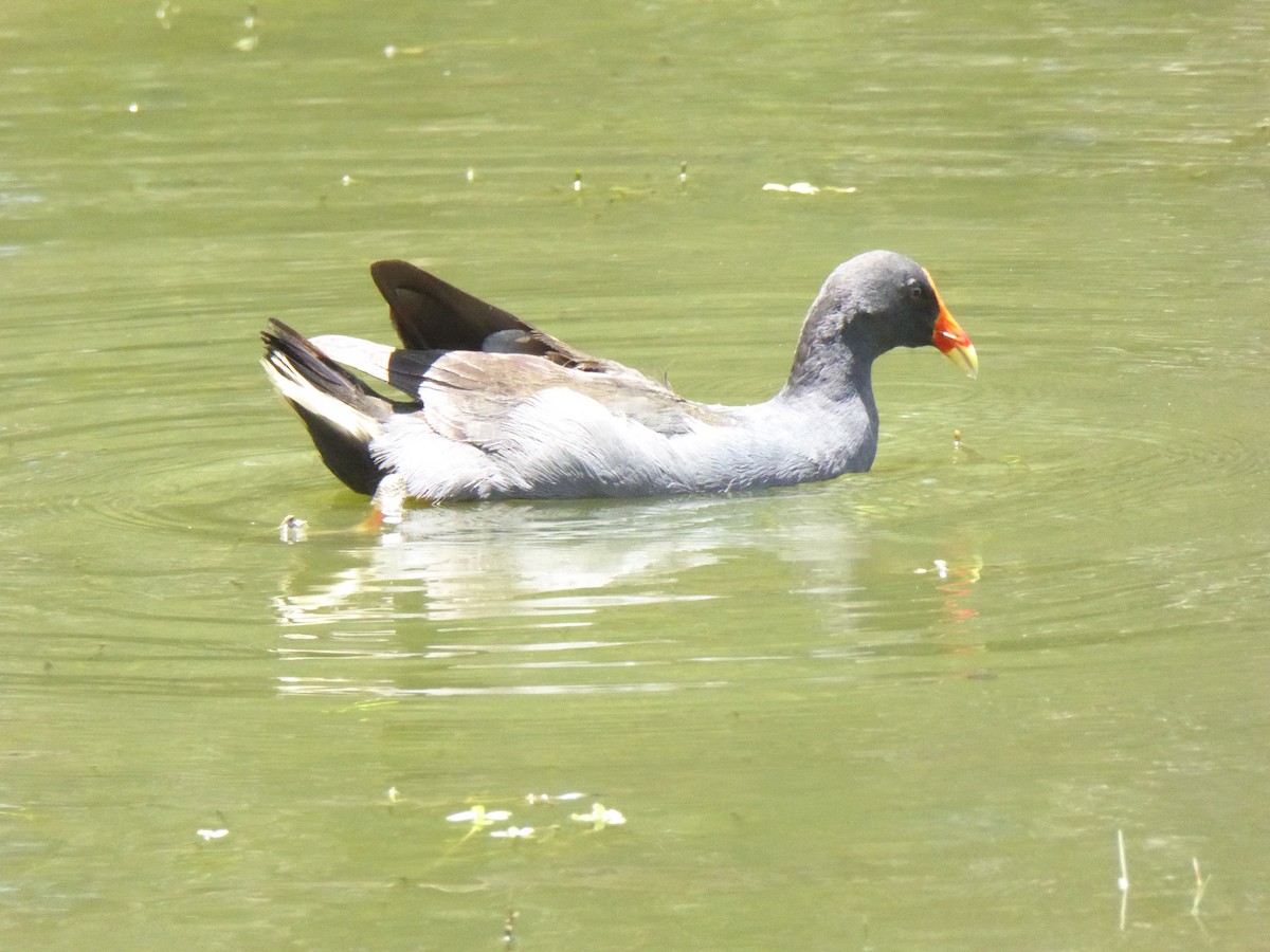 Dusky Moorhen - ML612541762