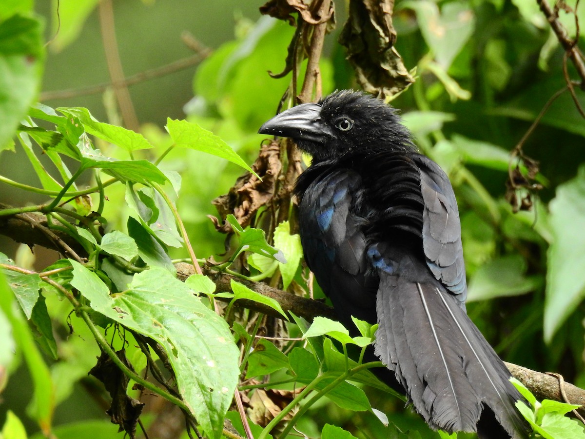 Greater Ani - ML612541792