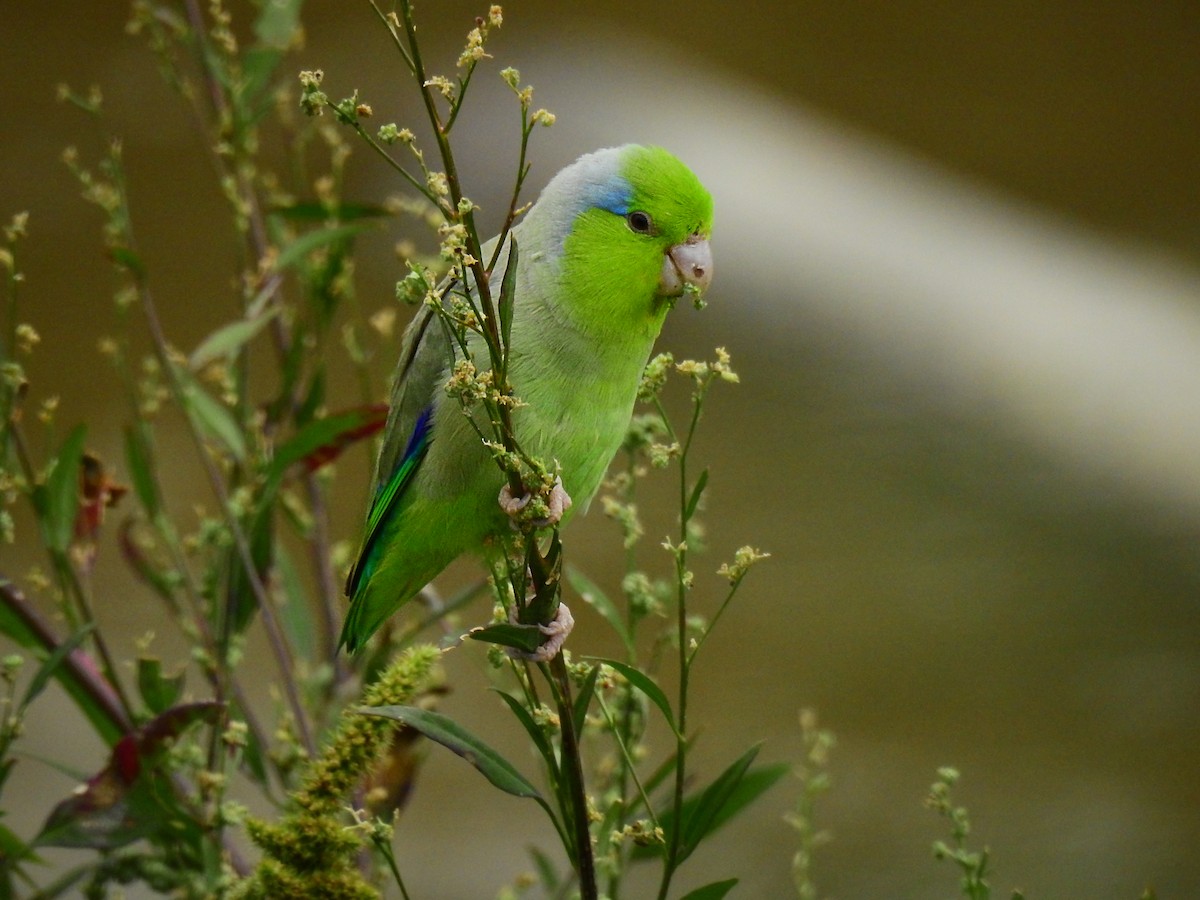 Pacific Parrotlet - ML612541808