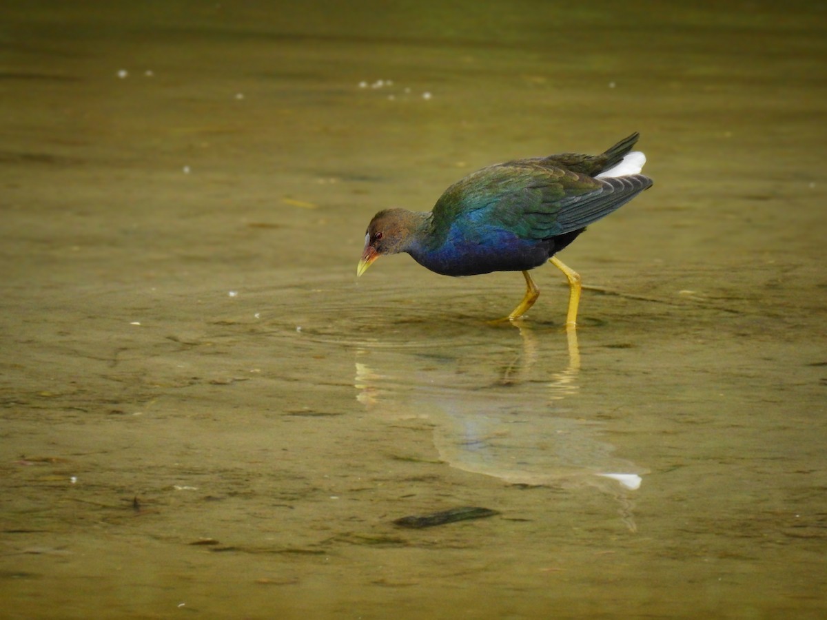 Purple Gallinule - ML612541815