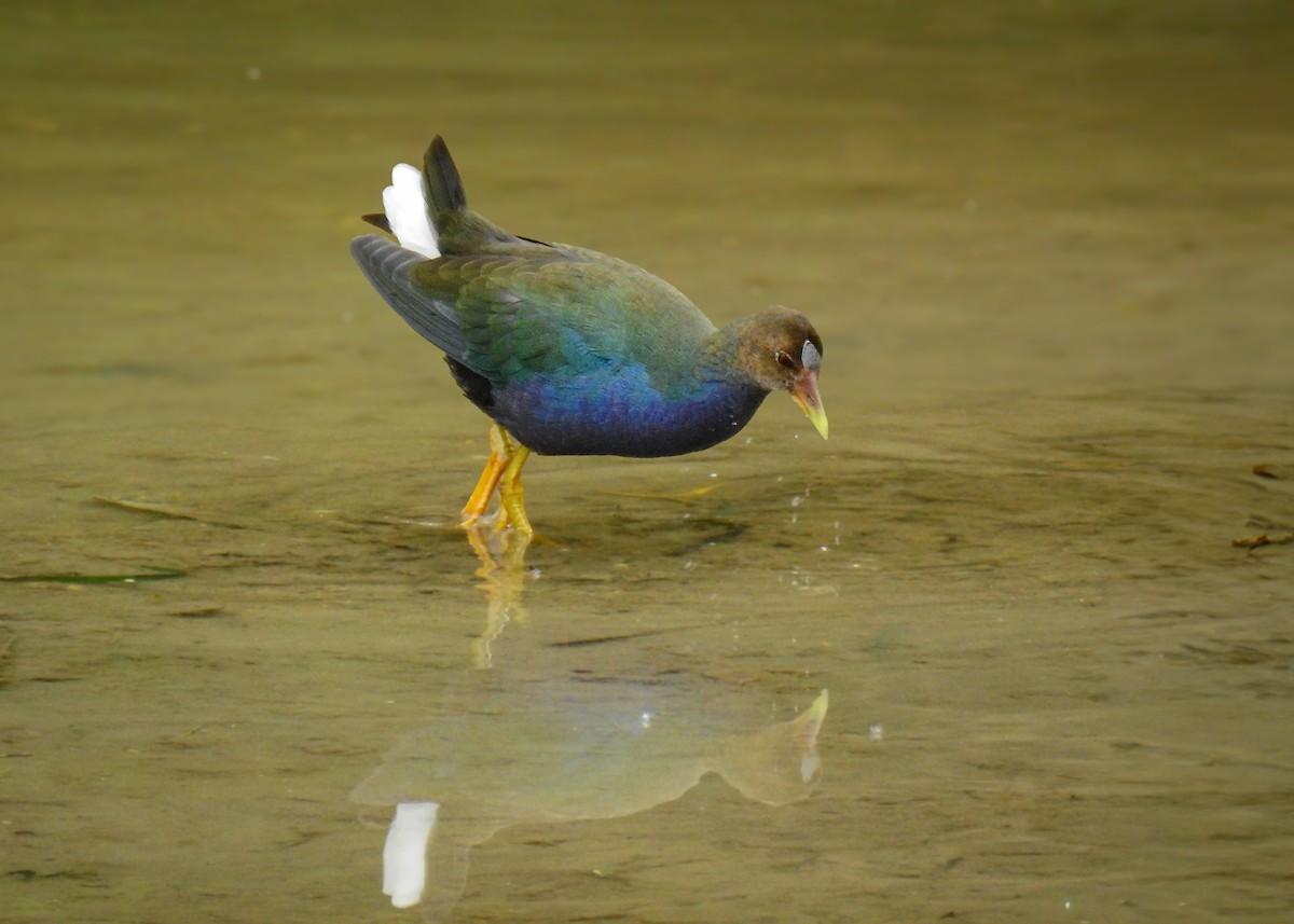 Purple Gallinule - ML612541816