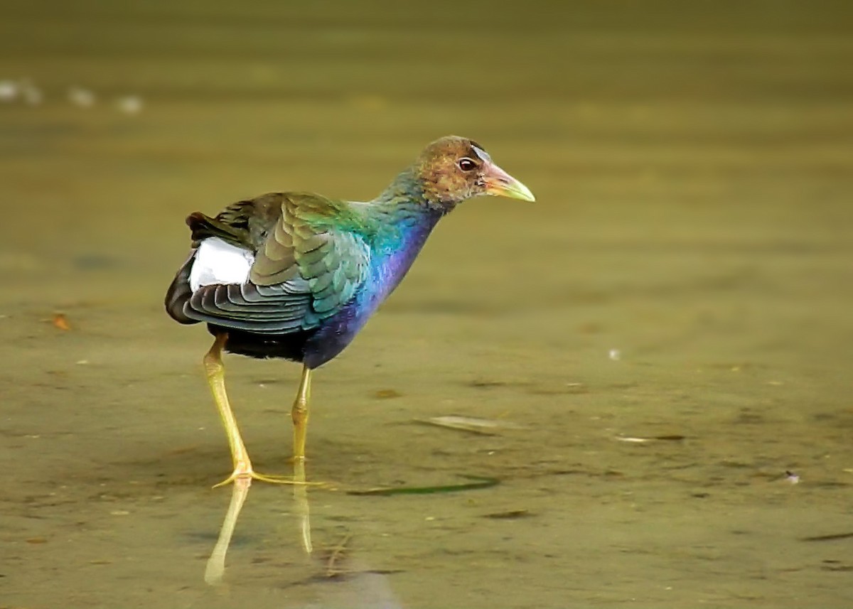 Purple Gallinule - ML612541828