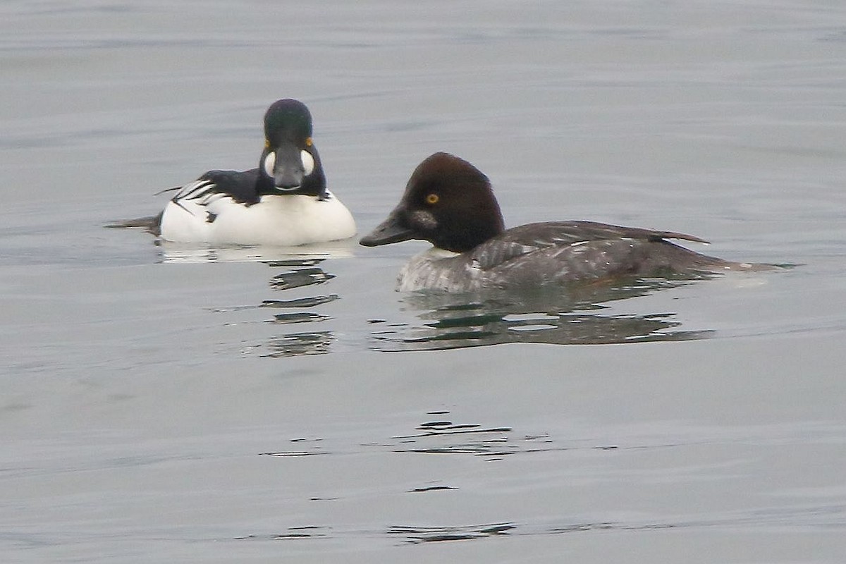 Common Goldeneye - Breck Breckenridge