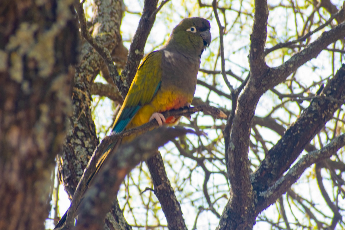 Burrowing Parakeet - ML612541940